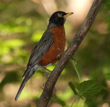 One Eyed Robin Poor Thing