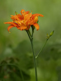 A Lonely Lily In the Deep Woods