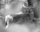 Bambi in a Dream
