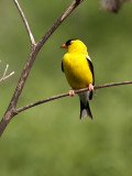 Gold Finch in the Meadow