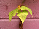 Pink Brick Wall