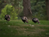 Trio Of Turkeys