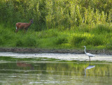 The Water Hole