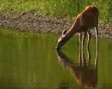 Late Evening Drink On a Very Hot Day