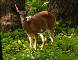 Doe in the Sunlit Woods