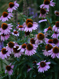 Purple and Rust Daisy Type Flowers