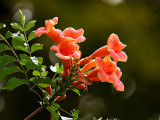 Orange Trumpet Flower Vine