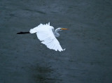 Juvenile Egret in Flight, Dark Pouring Rain