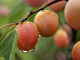 Wild Plums Yummy