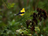 Goldfinch's Pretty Colors
