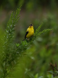 Goldfinch Has a Soggy Noggin'