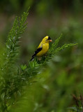 Goldfinch Soaking Wet