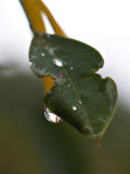 Heavy Rains Better Late Then Never