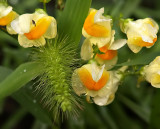Natures Tiny Bouquet