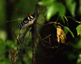 Downy Woodpecker