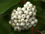 Wild White Berries
