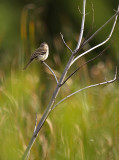 Little Warbler