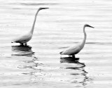 Egret Duo