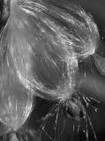 The Release