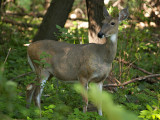 Puzzling Coat on This Doe, She Looks Brindled