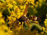 Wasp 3