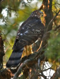 Hawk 2