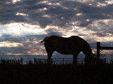 Silhouette of Horse