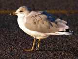 Seagull at Sunset