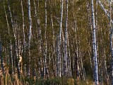 White Bark
