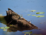 Box Turtle Catching the Last Rays