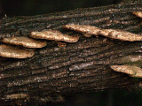 Fallen Log Fungi