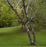 Silver Birch in Wisconsin