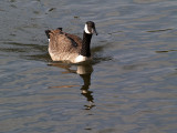 A Very Friendly Goose