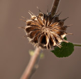 Todays Flower 9