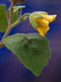 Todays Flower 8
