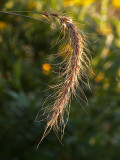 Grass in Late Day