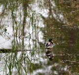 Mallard in the Autumn Pond