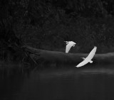Egrets in the Mist-for B&W Challenge