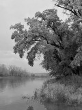 Misty on the Minnesota River