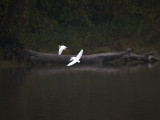 Egrets in the Mist.jpg