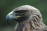 Golden Eagle