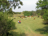 2007 Oklahoma Centennial Chisholm Trail Cattle Drive