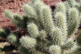 Baby Cholla