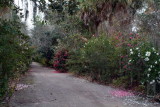 Garden Pathway Lined with Camellias