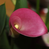 Calla Lilly