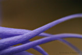 Purple Tentacles