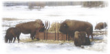 Bisons de louest