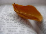 Quelques mots...