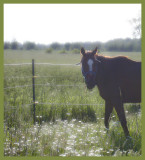 Le Cheval...