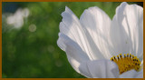 Petals....like wings